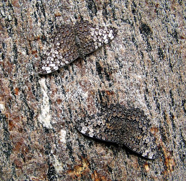 Fuvhuvhu.. Fuvhuvhu ndi tshisusu (vhandalala Fuvhuvhu uḓoḽa vhufa ha Tombo) tshino wanala kha matombo, thivha tshi tshi to fana kwa na ḽeḽo Tombo, tshi dzumbama khaḽo...  #venda101