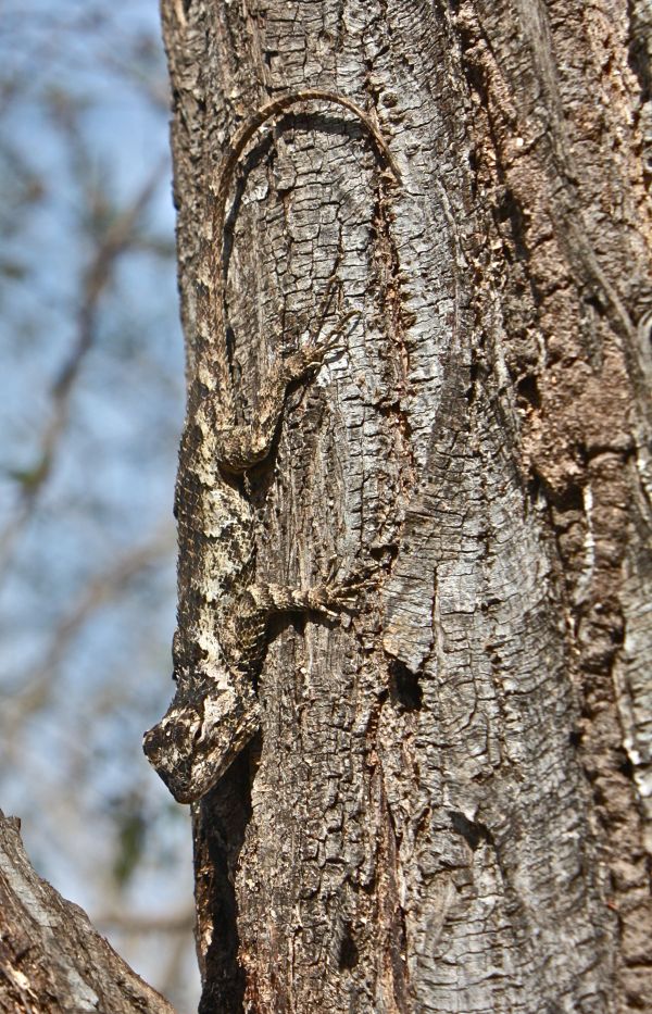 Gwavhavha mutekuteku.. Ndi tshikokovhi tshi no dzulesa nṱha ha Miri.. Asi tswina atshi dzuli kha mbondo dza nnḓu, fhedzi tshi nga ḓa u ṱoḓa zwiliwa.. Tshila zwinwe zwikhokhonono, ro hula hutshipfi ḽa ni Nambatela ḽibva nga mukapu wo fhisa..  #venda101