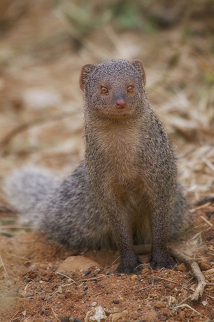 Lukhohe... Lukhohe lu wanala ḓakani, lu ḽa ṋowa, zwikukwana na zwinwe zwithu zwiṱuku.. Lukhohe alu andani na vhathu lu funesa hezwila ho fhumula vhana vhoya zwikoloni..  #venda101