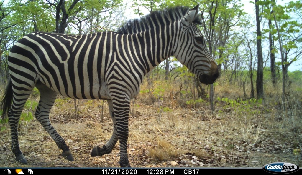 Happy International Zebra Day! 

These gorgeous Crawshay's Zebra were snapped on the camera trap survey at Luangwa, Zambia. 

#BioCarbonPartners
@Darwin_Defra
@LionRecovery Fund
@InsideNatGeo Big Cat Initiative
@WildCRU_Ox
#LionCarbon
#Rufunsa Conservancy
#MunyamadziGameReserve https://t.co/YHVMcYnGrj