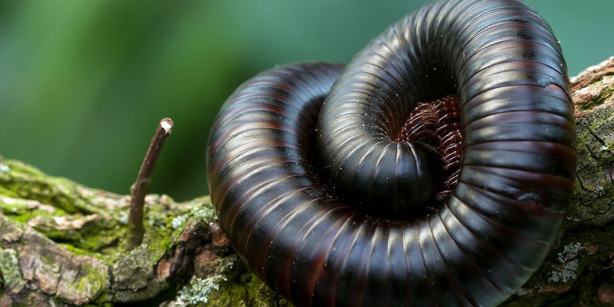 Ḓongololo na Ḓongololo thavha.. Tshikhokhonono itshi tshila mitshelo sa manngo, mvula, fuyu na zwiṅwe.. Ḽa tshuwa ḽi a ḓikata (zwi pfi ḽi kho Shona) ḽa fhedza ḽo bvisa ndandula.. Ro hula hu tshipfi Ḓongololo ṱhavha ḽi a Luma  #venda101