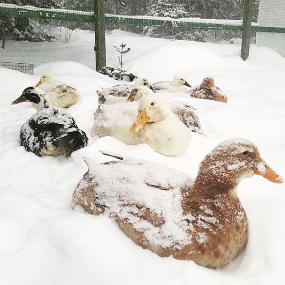 BTS as ducks: a DTS thread