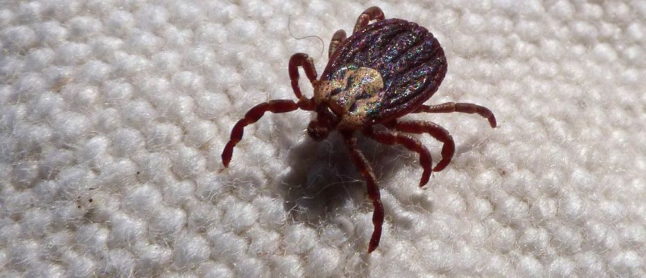 Tshigaḽane, tsgihevhe na Gufha.. Ndi tshithu tshithihi.. Tshi begwa tshi tshiṱuku tshi Tshigaḽane, tshono la tsha hula tsha vha tshihevhe.. Tsha dovha tshala tsha hula tsha vha Gufha vhanwe vhari gupa..  #venda101