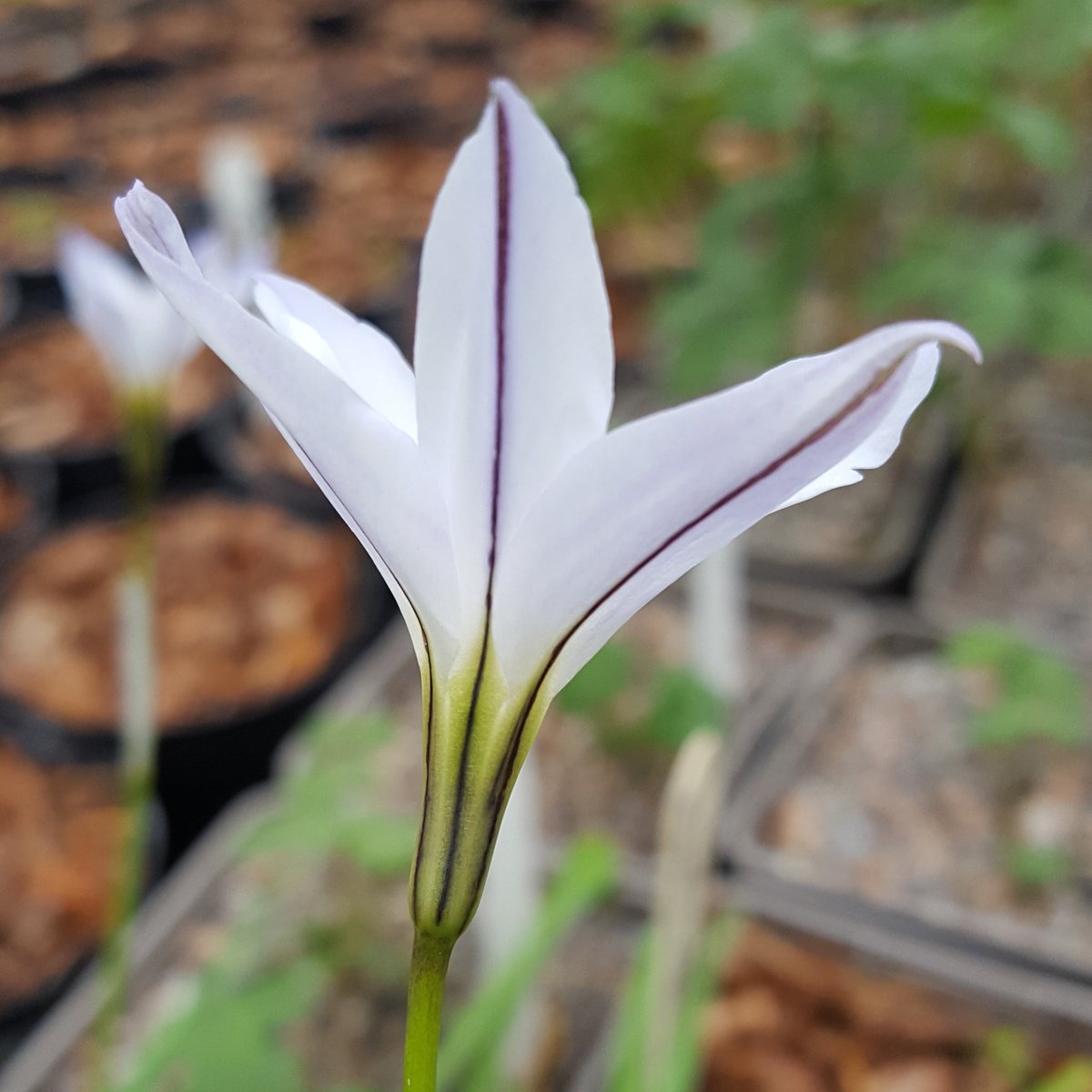 PlantPref's tweet photo. I do like the striped back of Ipheion uniflorum ssp tandiliense!
#ipheion #ipheionuniflorum #ipheionuniflorumtandiliense #springbulb #bulbframe #alpinehouse #hardy #januaryflowers https://t.co/wXSza91ENO