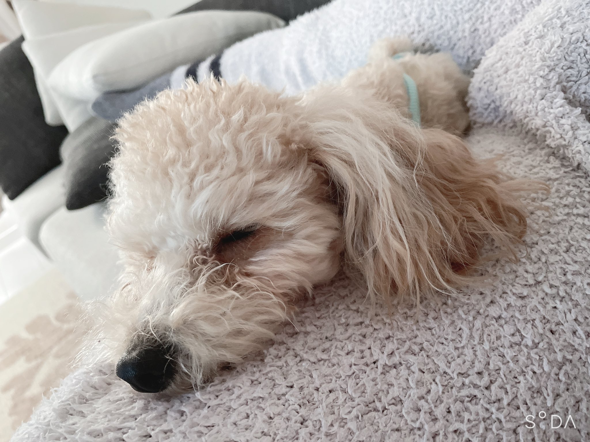 あもくん 毎日あもくんショット 今日は美形やん あもくん 美形 今日はカッコイイ 犬好きさんと繋がりたい トイプードル T Co Ilfnsvrx6w Twitter