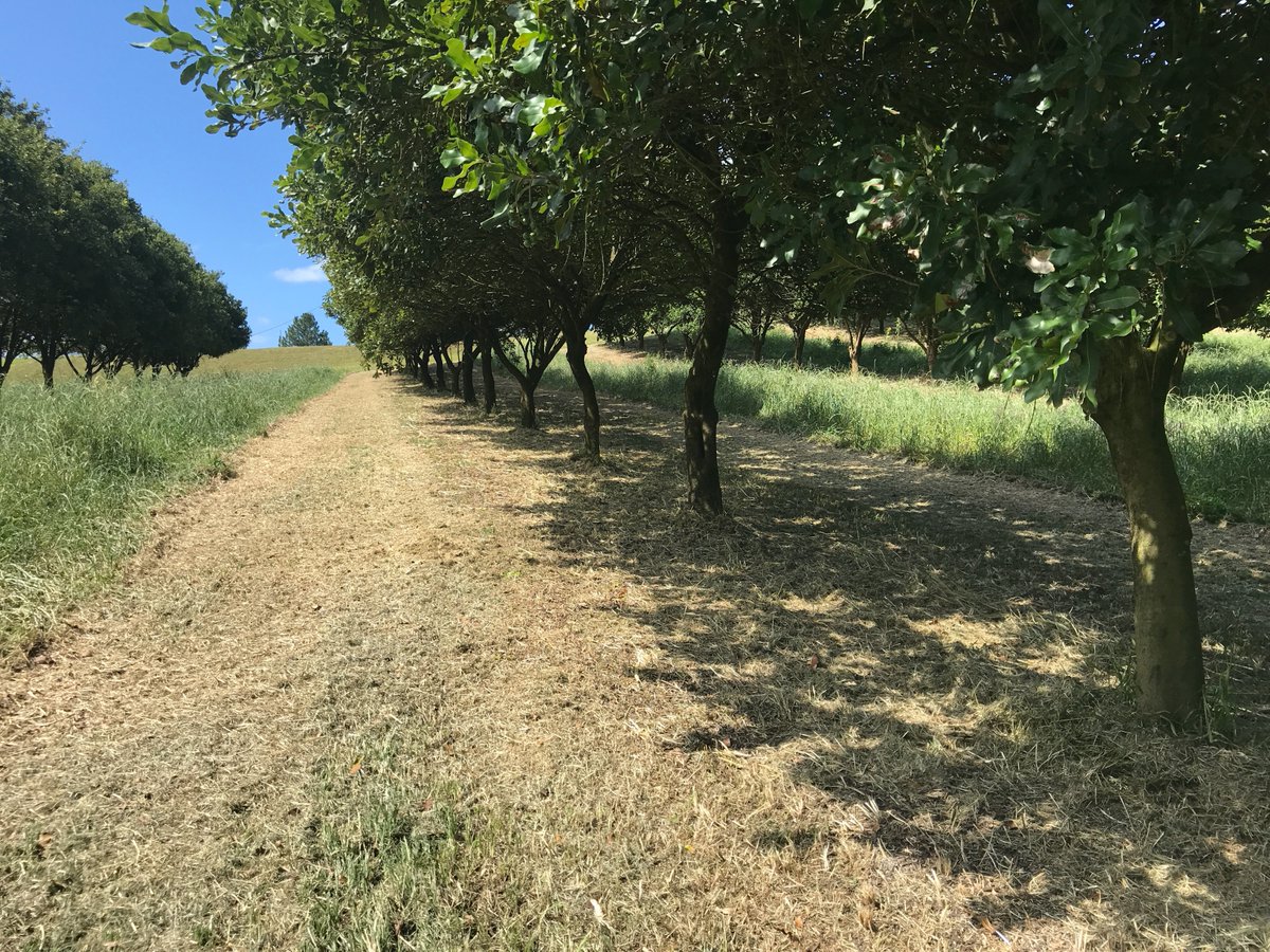 D Rex Harris tweet media