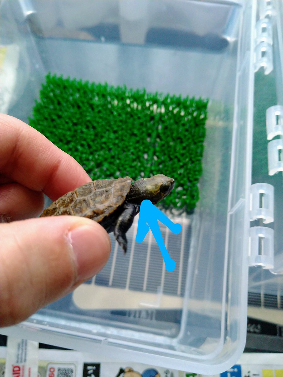 水カビ病 水カビ病