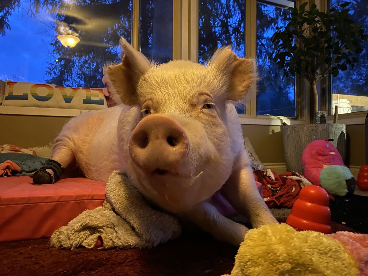 Esther TheWonder Pig tweet media