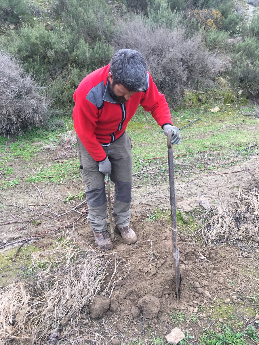 Una de les feines importants a fer durant l’hivern es la de replantar els “fallos”. En aquest cas primer plantem el bord i mes endavant empeltarem la varietat agafant material dels mateixos arbres del costat. <a href="/productorscat/">Productors Catalans</a>
