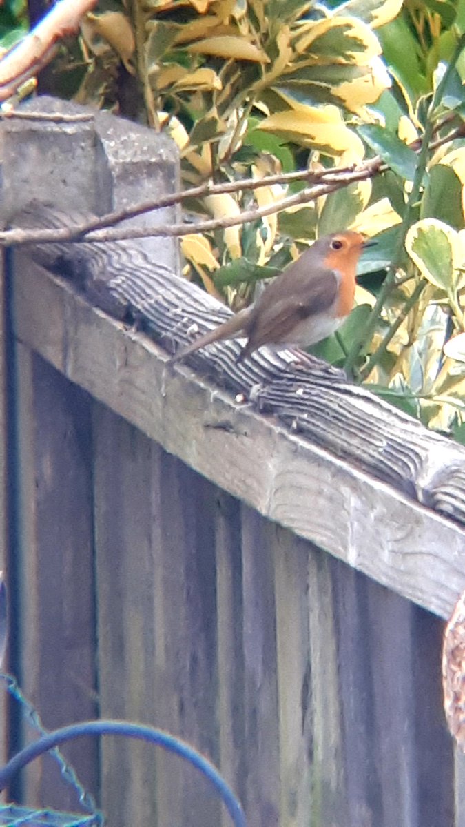 Daz_Bell's tweet photo. #BigGardenBirdWatch 
#RSPB 

A few from my garden 💚 https://t.co/B9JkasAnQj
