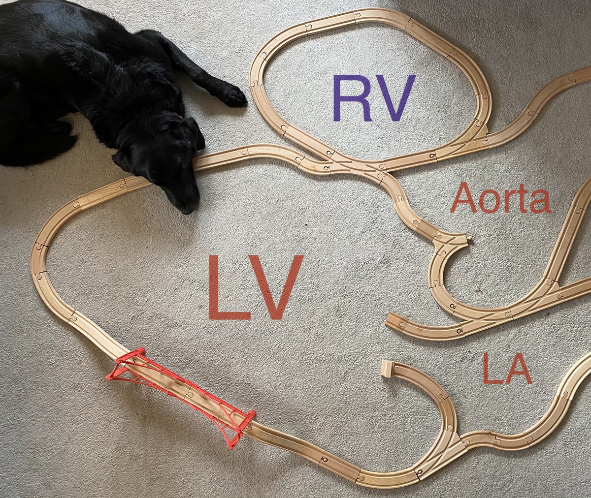 Here we go then. The thread nobody asked for.Basic echo views as wooden railways#1 Parasternal long axis