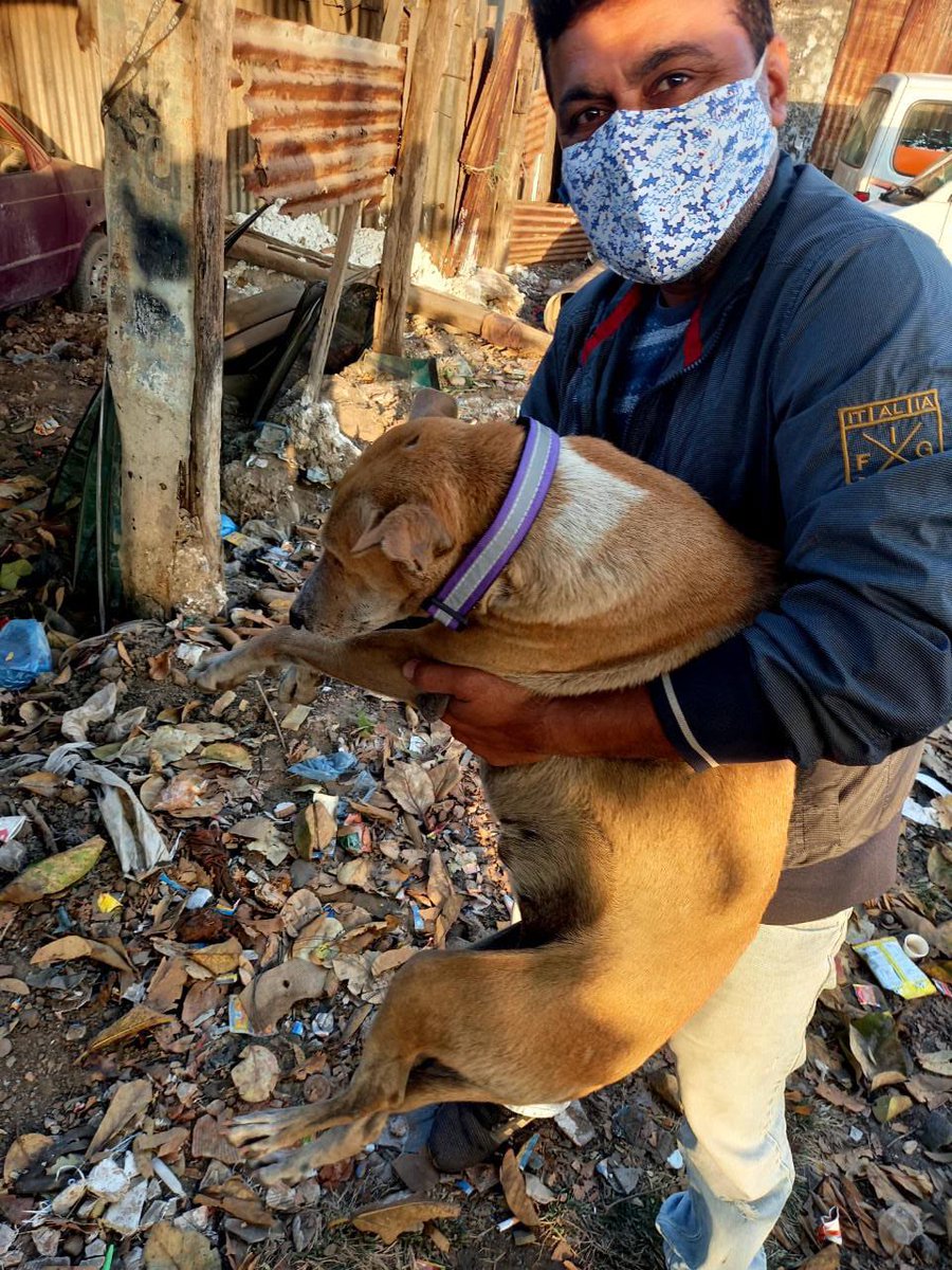 RotaractVapi's tweet image. સંવેદના : Taking a step forward
       ✨🦮🦮✨
Welfare Program For Street Dogs 
Date - 24th Jan 2021
Area - Balitha Highway, Nutan Nagar, Jakatnaka
Complete (Vaccination, Deworming, Belt) = 15 Dogs
Belt = 9 Dogs
De-worming   - 2 puppies
Total Dogs - 26
#RotaractClubOfVapi