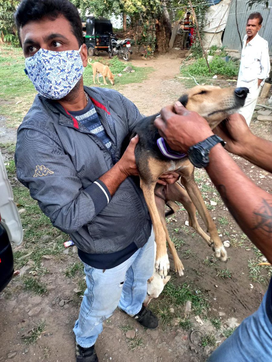 RotaractVapi's tweet image. સંવેદના : Taking a step forward
       ✨🦮🦮✨
Welfare Program For Street Dogs 
Date - 24th Jan 2021
Area - Balitha Highway, Nutan Nagar, Jakatnaka
Complete (Vaccination, Deworming, Belt) = 15 Dogs
Belt = 9 Dogs
De-worming   - 2 puppies
Total Dogs - 26
#RotaractClubOfVapi