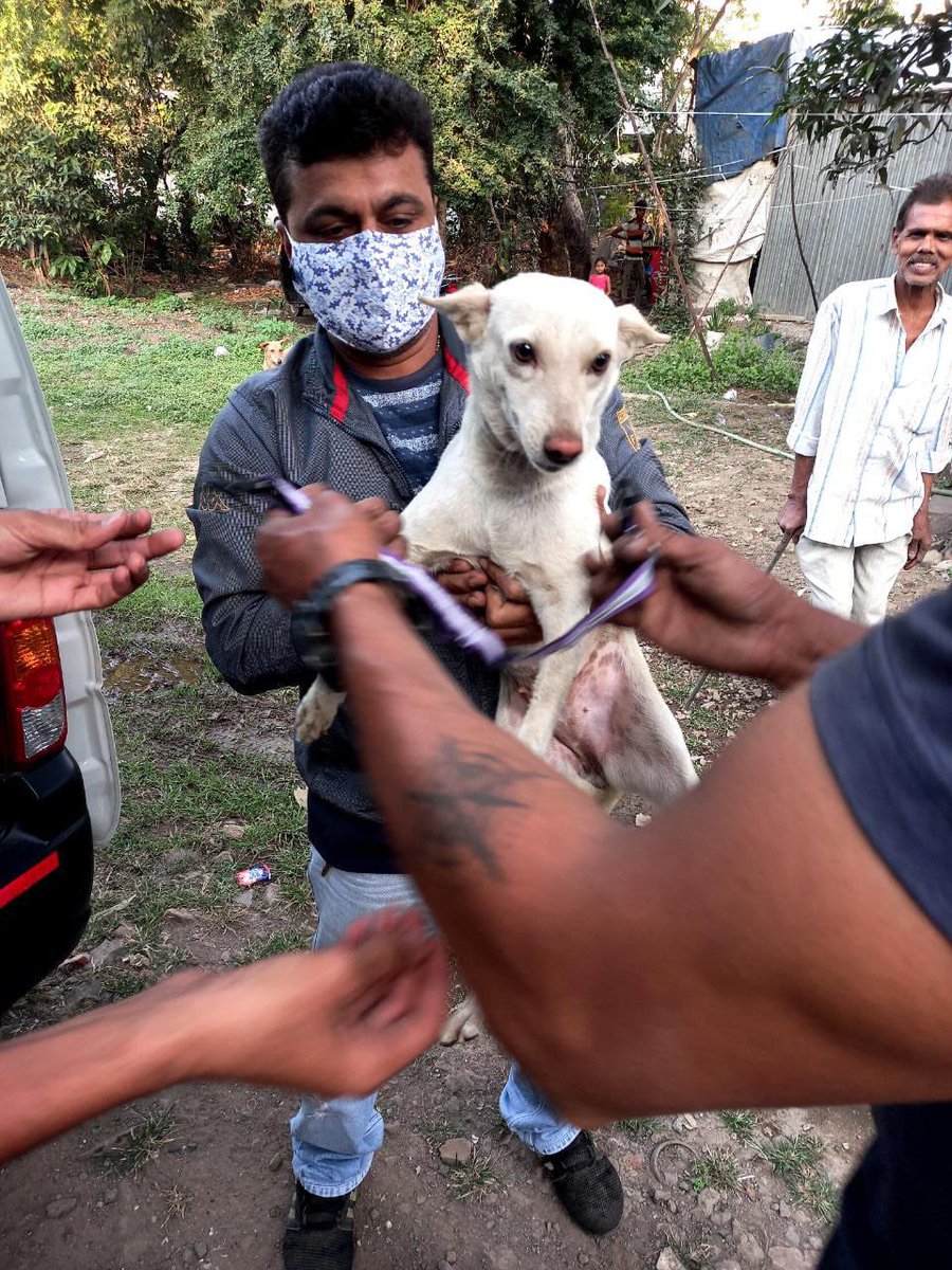 RotaractVapi's tweet image. સંવેદના : Taking a step forward
       ✨🦮🦮✨
Welfare Program For Street Dogs 
Date - 24th Jan 2021
Area - Balitha Highway, Nutan Nagar, Jakatnaka
Complete (Vaccination, Deworming, Belt) = 15 Dogs
Belt = 9 Dogs
De-worming   - 2 puppies
Total Dogs - 26
#RotaractClubOfVapi
