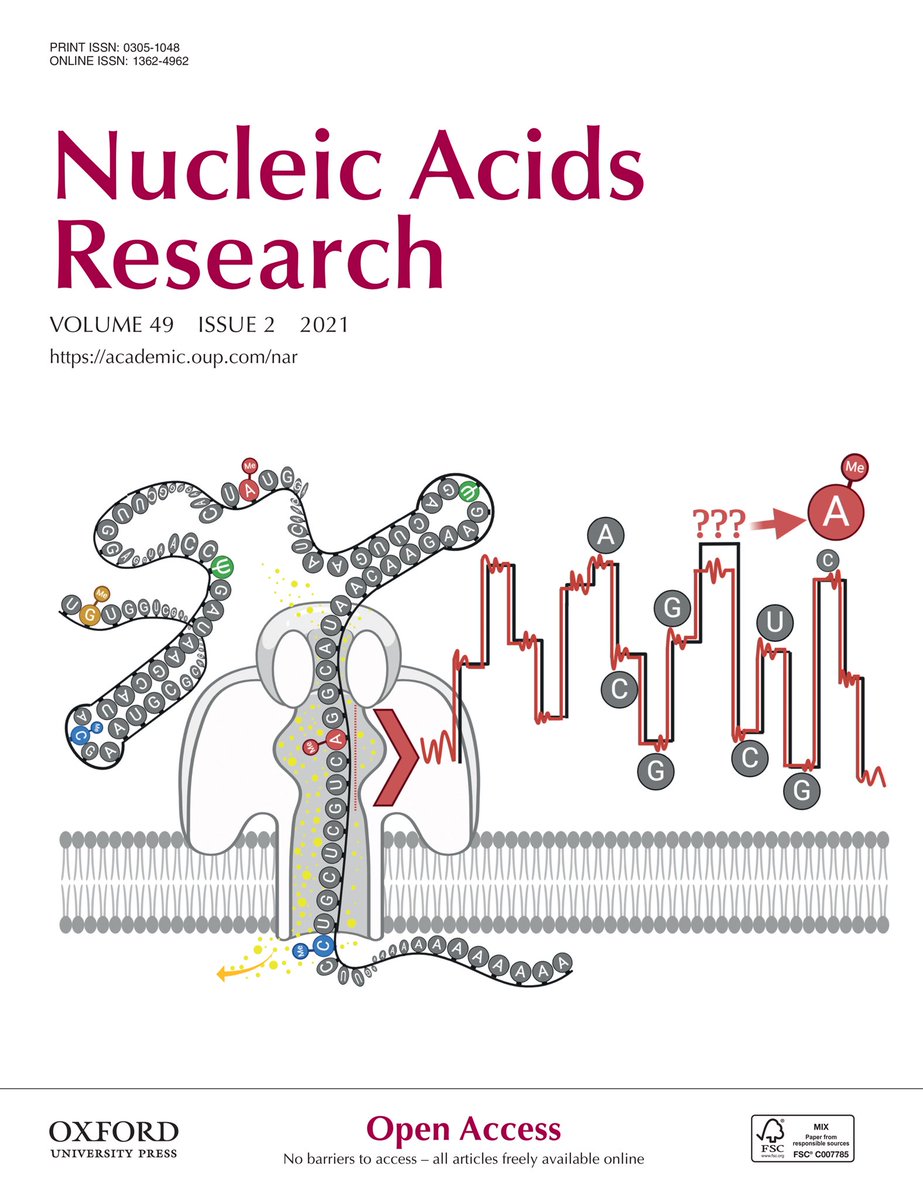 Thidathipw's tweet image. #NAR #cover by @IntawatN & me :D @nanopore #RNA #ELIGOS @piroonj doi.org/10.1093/nar/gk…