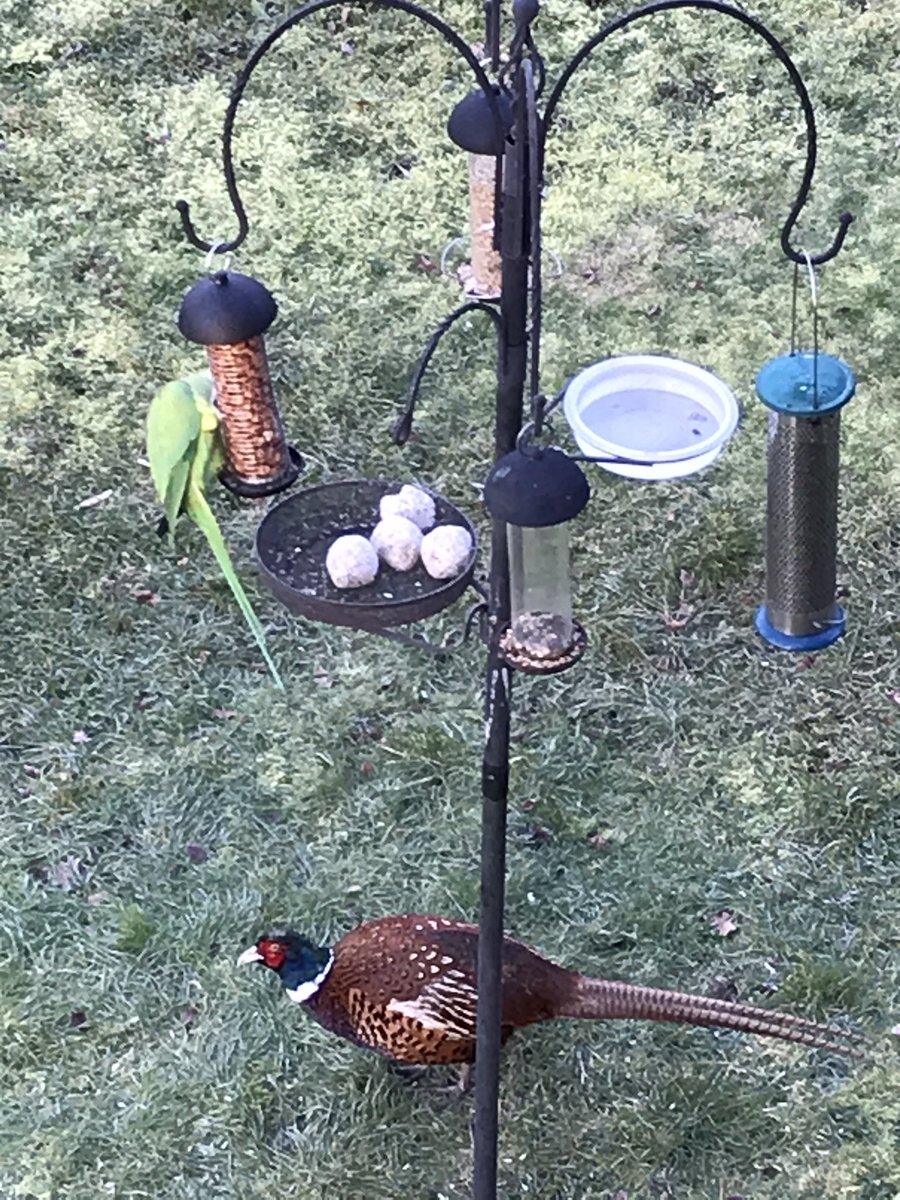 cmmpda's tweet photo. @Natures_Voice I wonder how many people will report 5 parakeets and a pheasant for the #BigGardenBirdWatch ?! https://t.co/szILE4iRG9