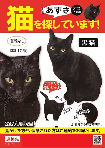 まよい猫 Twitter Search まよい猫 Twitter Search