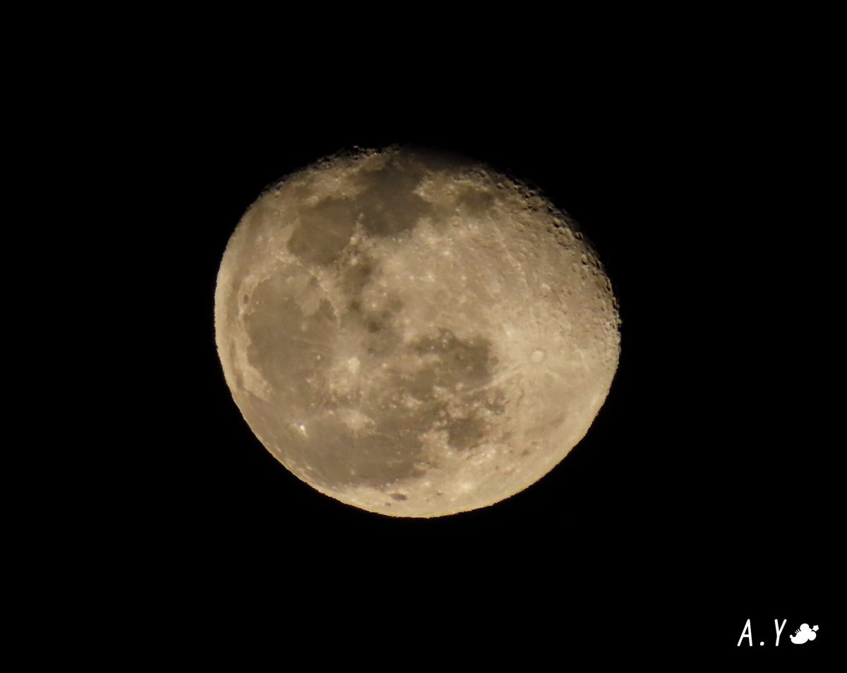 yumeasutw's tweet photo. 今宵も月が綺麗ですね🌔✨

晴れ渡る穏やかな夜🌃✨
東の空に #寝待月 （18.3）が
輝いています✨

📷倍率を上げて覗くと、気流が乱れて🌔お月様がメラメラと揺れて見えます🔥

#いまつき #イマツキ #月 #moon
#夜空 #宙の名前
#月夜の晩に
#a2021 #a0131 #a202101 #a2021016 https://t.co/sgnEdvQHn8
