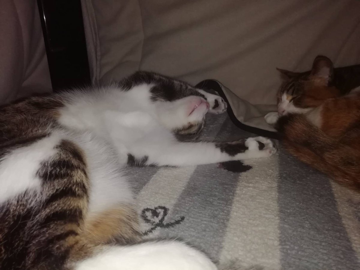 MIKE_FUTA's tweet photo. #猫
#三毛猫
#猫のいる暮らし 

ZZZ... https://t.co/vyJilKsOae