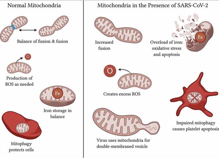 Breathe_to_win's tweet photo. Emerging theories re: the impact of #covid19 on mitochondrial function - the cause of fatigue? #LongCovid 

This is worth a read 👇

https://t.co/fkx9BndHuV https://t.co/howGpgywl9