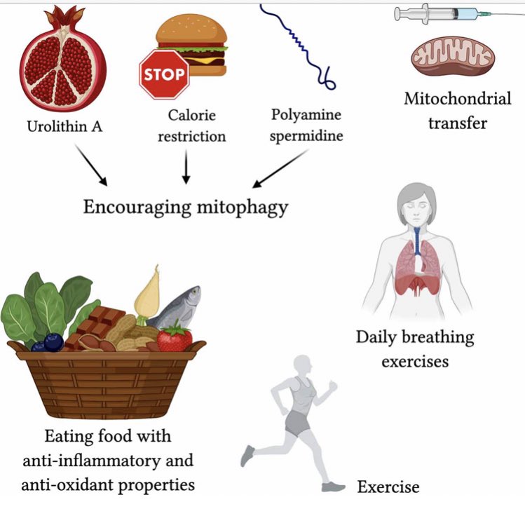 Breathe_to_win's tweet photo. Emerging theories re: the impact of #covid19 on mitochondrial function - the cause of fatigue? #LongCovid 

This is worth a read 👇

https://t.co/fkx9BndHuV https://t.co/howGpgywl9