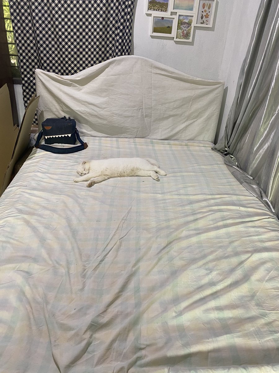 awwwfluffy's tweet photo. โอเค นายนอนเลย เดี๋ยวเลาไปนอนบนคอนโดแมวเอง https://t.co/9p3M0uhf1z