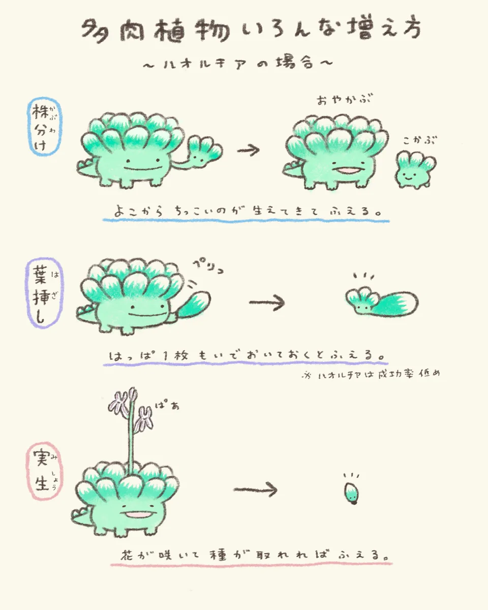多肉植物はいろんな増え方がある！たくさん育てたいときはこの方法！