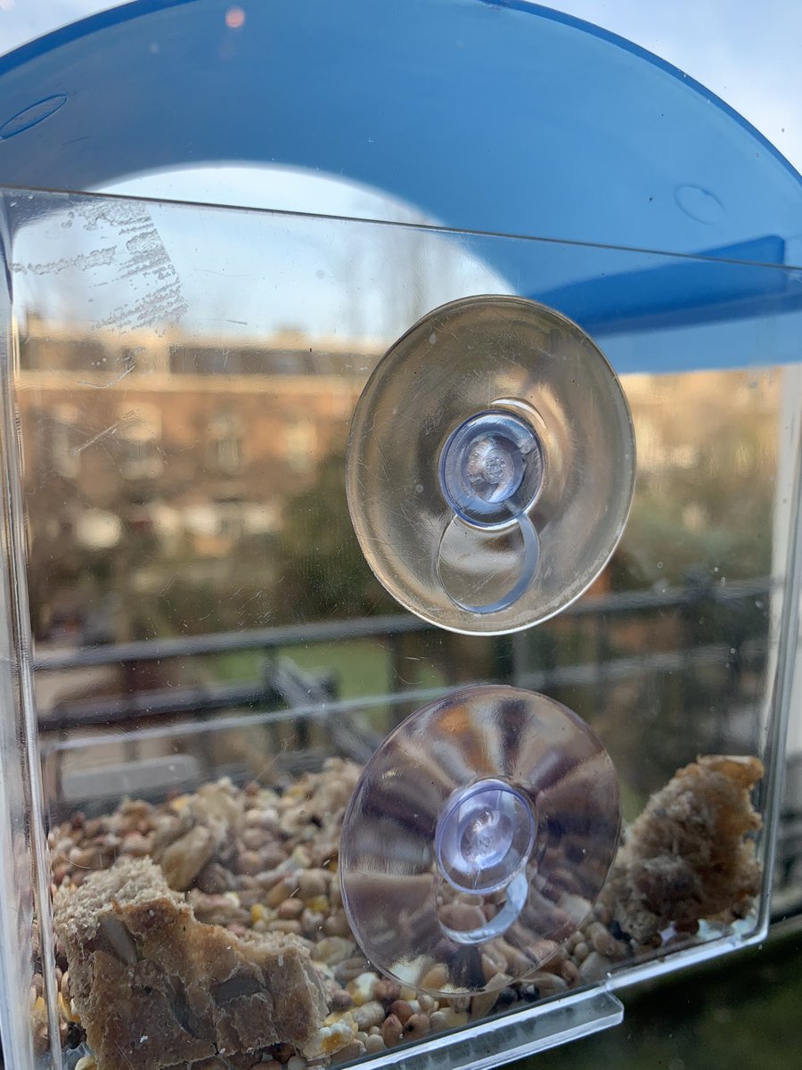 Klaar voor de #Tuinvogeltelling @vogelbescherming tot nu toe alleen een merel en 2 musjes. 🦜