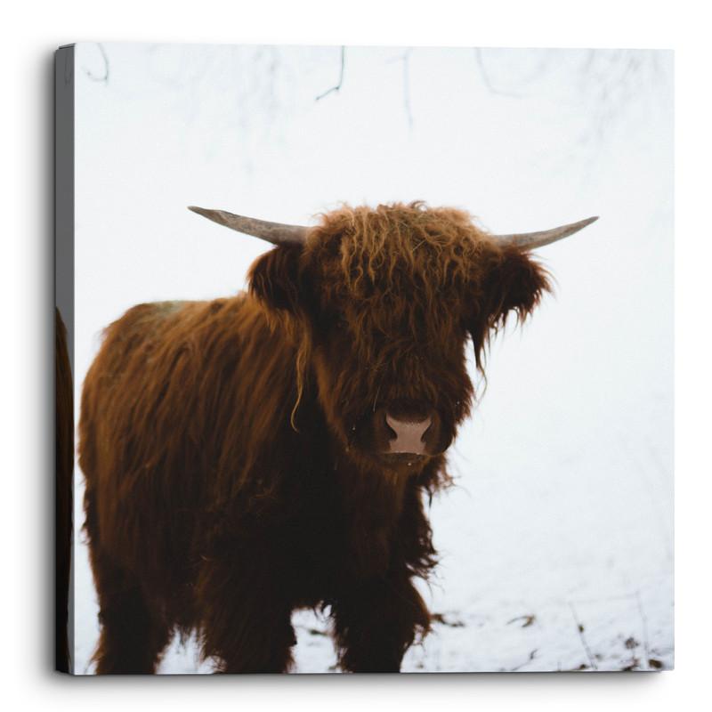 ThousandFaceArt's tweet photo. Check out this product 😍 Cure Brown Cow In The Snow Square Canvas Wall Art Picture Home Decor-36 x... 😍 
by Thousand Face starting at £14.99. 
Show now 👉👉 https://t.co/5U9R4TNNOY https://t.co/iaW8zf7RfF