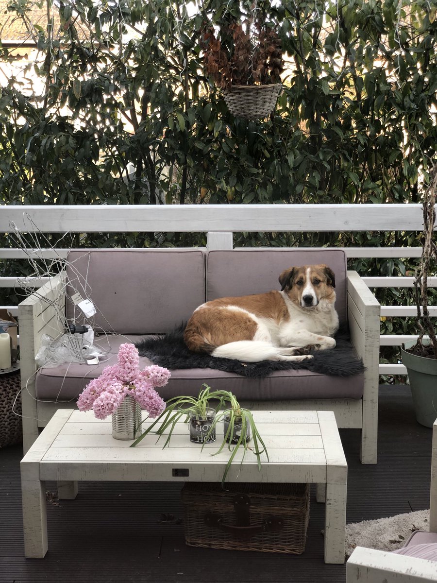 Cleball's tweet image. Es ist ihm zu laut im Haus 😅