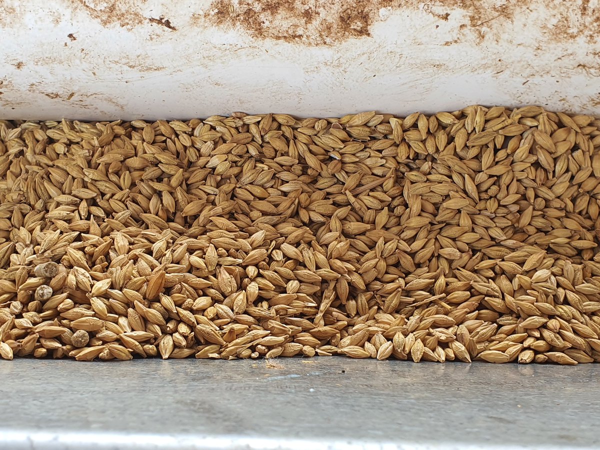 Commissioning new feedtech feedlot and having trouble keeping grain mixed. Barley dropping out first and beans last. Any suggestions? Would crushing fabas help? Cheers