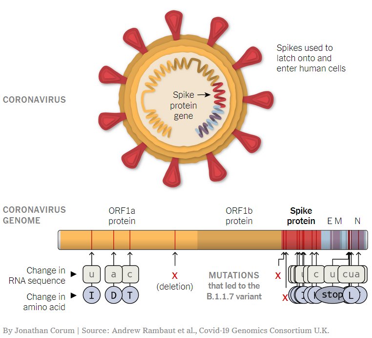 ¿Cómo frenar la aparición y propagación de las variantes más contagiosas del coronavirus?Acelerando la vacunación.Dentro hilo 