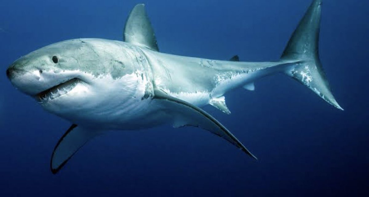 If a shark approaches you best way to survive is climb back into your boatsharks are part of the Elasmobranch family of fish ,they don’t have legs so they wouldn’t be able to climb into your boat .