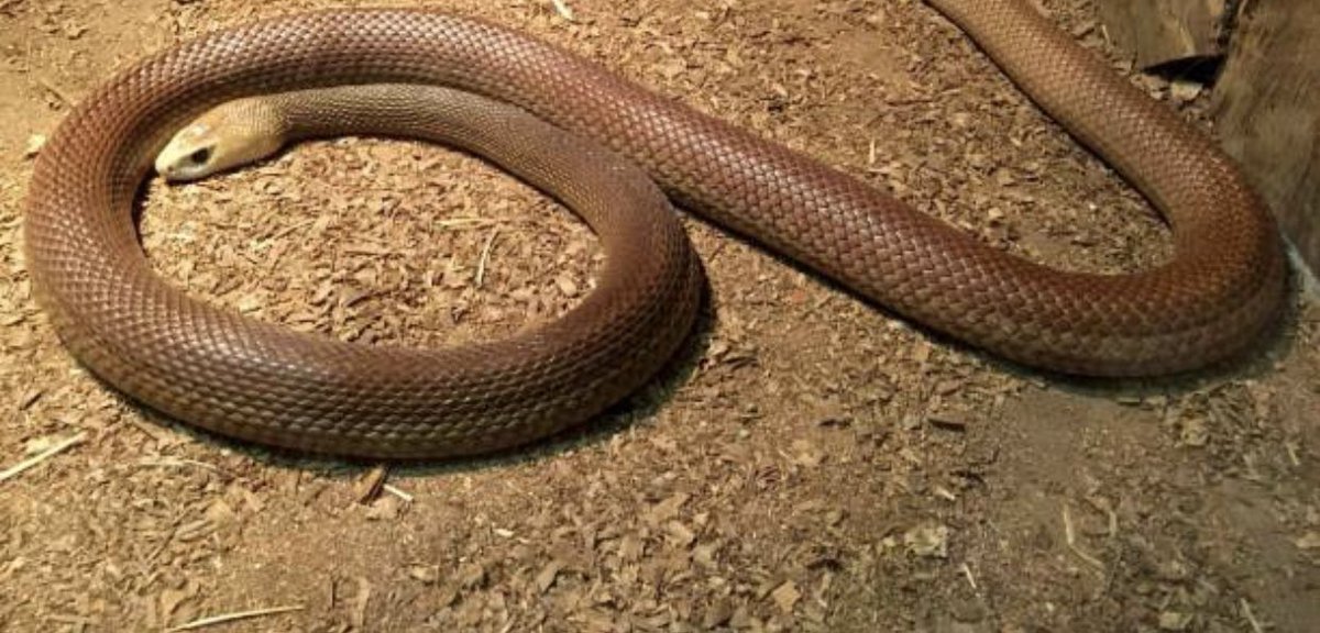 A typan is the most venomous snake in the world the best way to survive its attack is to not get bitten