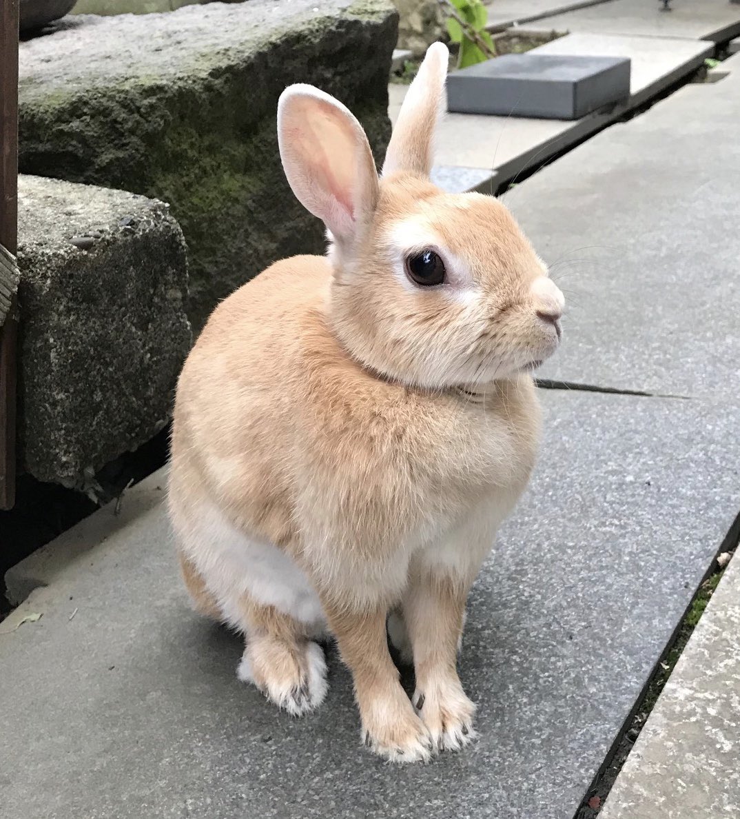 うさぎ村のきなこ Usagimura3 Twitter