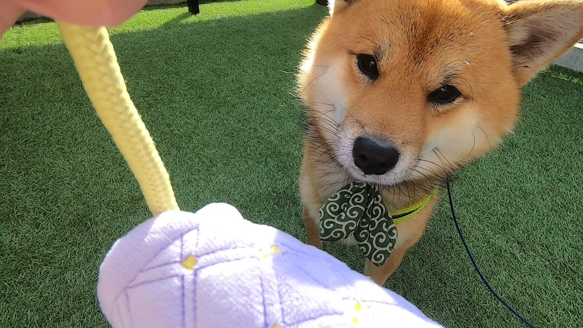 ふわふわ 犬 おにぎり 柴犬 ３ｐ ６重ガーゼハンカチ 22秋冬新作 柴犬