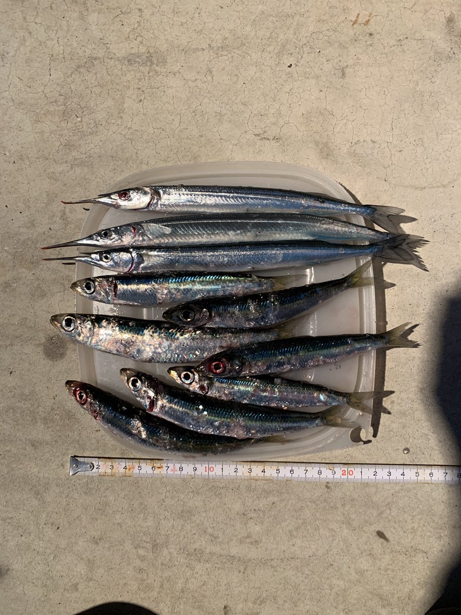 貧乏魚人 さかな 今日は北吉田にサヨリ釣行 初サヨリ釣行はかなり渋い結果でした W イワシはサビキで釣りました 愛媛 中学生 釣り 中学生釣り 北吉田 愛媛釣り サヨリ イワシ サビキ 貧乏魚人 さかな 今日は北吉田にサヨリ釣行 初サヨリ釣行はかなり渋い結果でした W イワシはサビキで釣りました 愛媛 中学生 釣り 中学生釣り 北吉田 愛媛釣り サヨリ イワシ サビキ