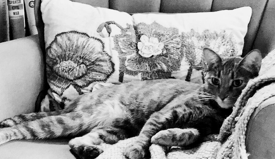 suziday123's tweet photo. Easy like #SundayMorning ๐ป๐ #CatsOfTwitter #KIitty https://t.co/wKOnhEfyRD
