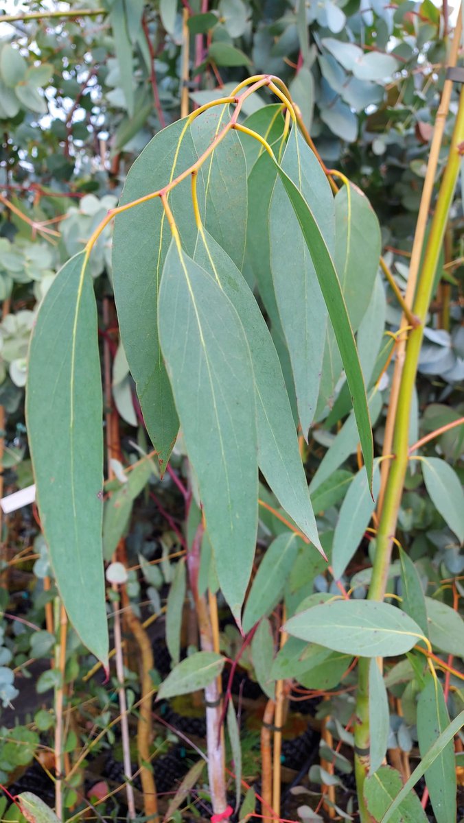 hardyeucalyptus's tweet photo. Eucalyptus pauciflora subsp. pauciflora.
#eucalyptus #hardyeucalyptus #eucs #hardytrees #leaves #gardening #nature #landscaping #evergreentrees #treesofinstagram #grownfromseed #britishnursery #hardyplants #cutfoliage #firewoodproduction #screening #screeningtrees #foliage https://t.co/Z1r5KWzS2I