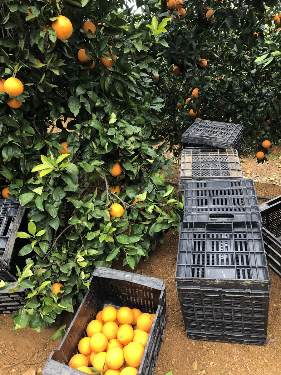 JAIMEDROJAS's tweet photo. Semana muy intensa de recolecciones. Mandarinas “Tango” y naranjas “Navelate” y “Lanelate”. Satisfacción por el trabajo bien hecho durante todo un año por todo el equipo de la finca. Esta semana empiezan a despertar los almendros. Os voy contando..... #cítricos #Sevilla https://t.co/pjJrM0BVM8