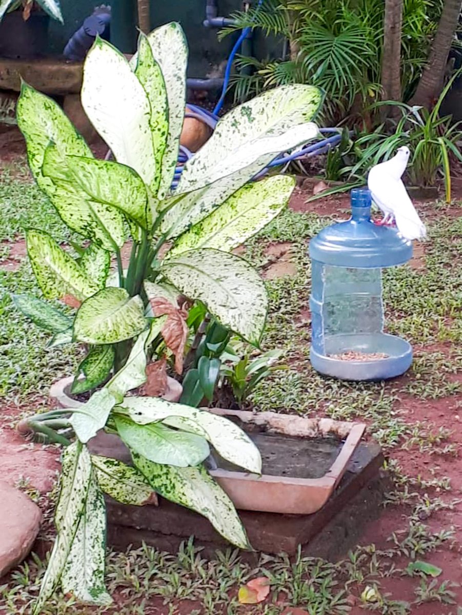 Bohras_FarEast's tweet photo. The ladies of the @Dawoodi_Bohras community in #Colombo have been busy repurposing and upcycling plastic into beautiful, prolific creations, as part of Turning the Tide against Plastic Pollution &amp; Happy Nests (global initiatives aiming to spread awareness to #SaveOurPlanet). https://t.co/rTDexvxjXc