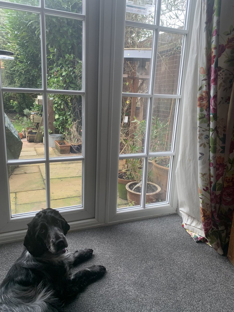 Wicket doing the #BigGardenBirdWatch2021 but unsure how to record the squirrel eating all the sunflower hearts on the bird table.