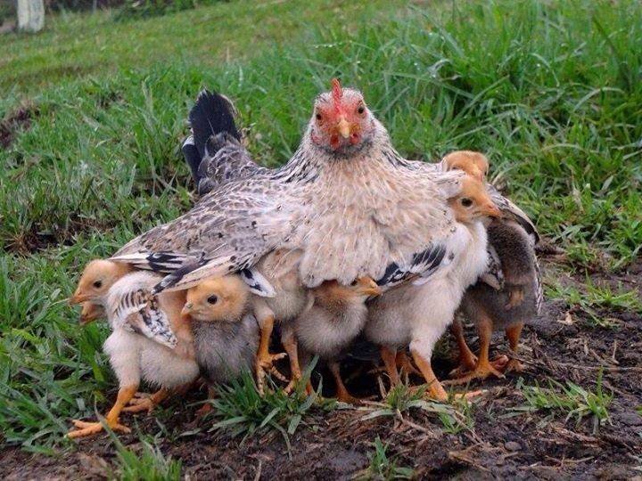 На цыплят быть похожими. Курица с цыплятами. Наседка с цыплятами. Домашняя птица. Клушка с цыплятами.