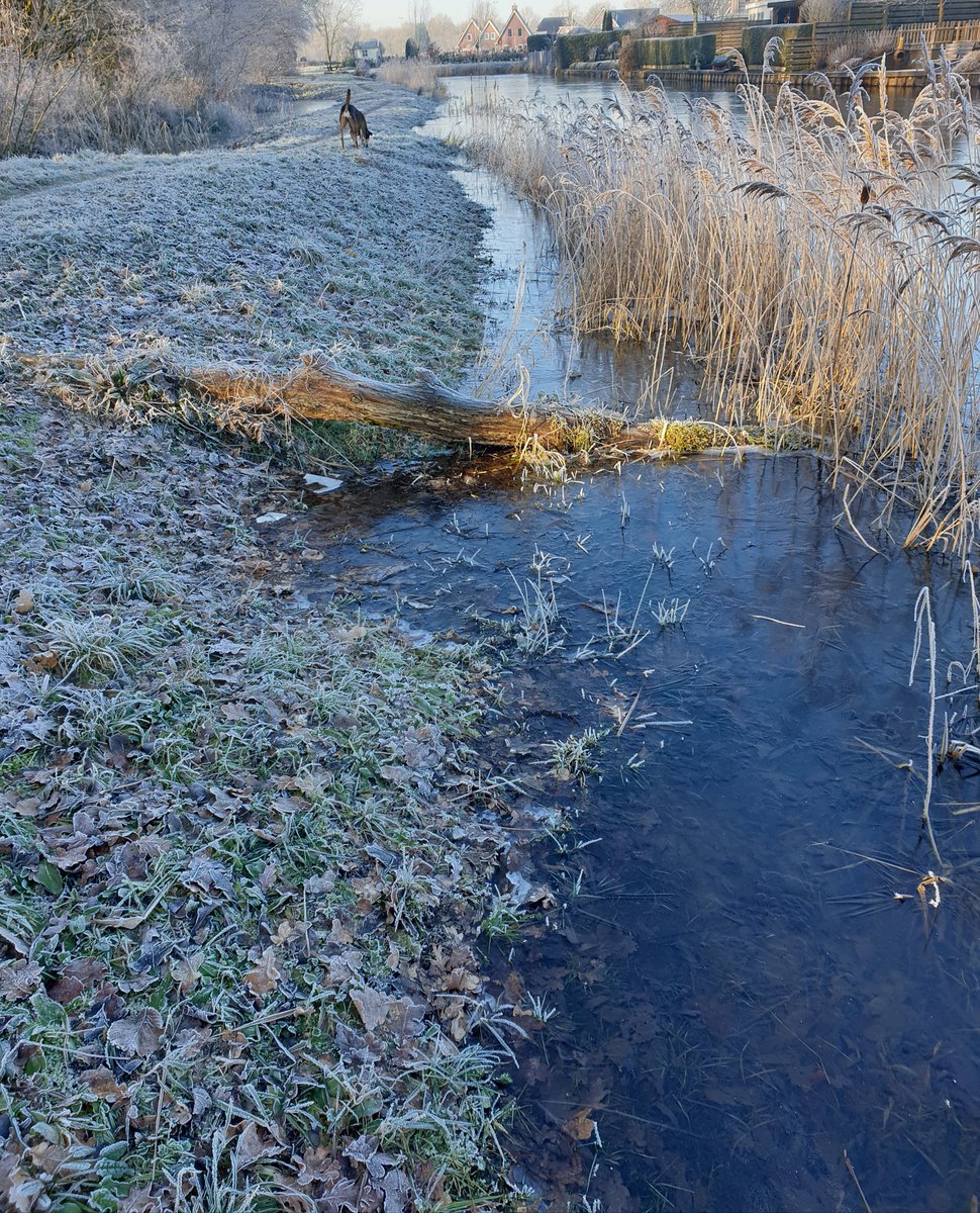 NellyBoer's tweet photo. Genieten van een ochtendwandeling in een zonnige bevroren wereld... https://t.co/pSpbzBeqKc