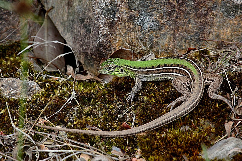 germanmoreira51's tweet photo. #naturaleza #lagartija #lagarto #reptil #pequeño #escama #escamoso #ojo #color #colorido #verde #marron #gris #negro #cola #pata #garra https://t.co/4zmAZC4ltl