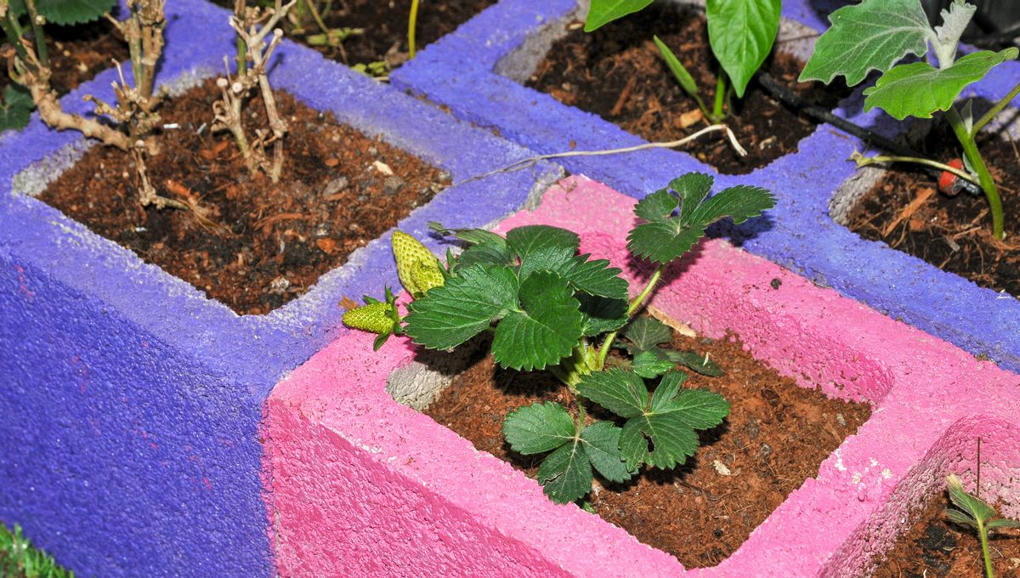 Zehub's tweet photo. Le #prix #étudiant #Botanyforchange
La Klorane Botanical Foundation invite les étudiants en #botanique, #horticulture et #architecture du paysage à imaginer "le #jardin #urbain de demain" pour replacer le #végétal au cœur de nos vies et de nos villes
https://t.co/2qKUB3VNEZ https://t.co/UNZp4PdyZe