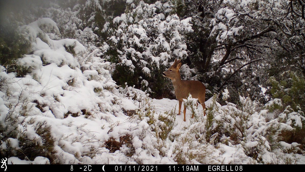 felis_ichn's tweet photo. A més, el temporal Filomena ens ho va posar fàcil a l'hora de trobar rastres 🐾  i ens va deixar imatges tan espectaculars com aquestes. ❄
👇

#GrupFelis / @felis_ichn / #RecercaCarnivors / #EGRELL / #GatFerNoguera https://t.co/HksF3aNywu