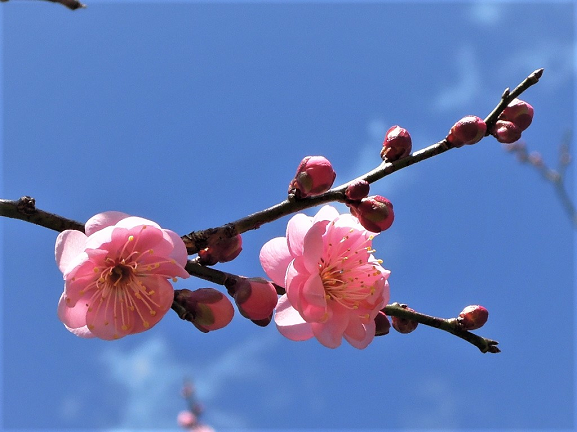 書彩日記 偕楽園の梅の花です またですが この時期の梅が一番美しい そして香りがとてもいい 偕楽園 偕楽園の梅の花 紅梅 白梅 水戸 T Co Rmt2nwmaj7 Twitter 書彩日記 偕楽園の梅の花です またですが この時期の梅が一番美しい そして香りがとてもいい 偕楽園 偕楽園の梅の花 紅梅 白梅 水戸 T Co Rmt2nwmaj7 Twitter