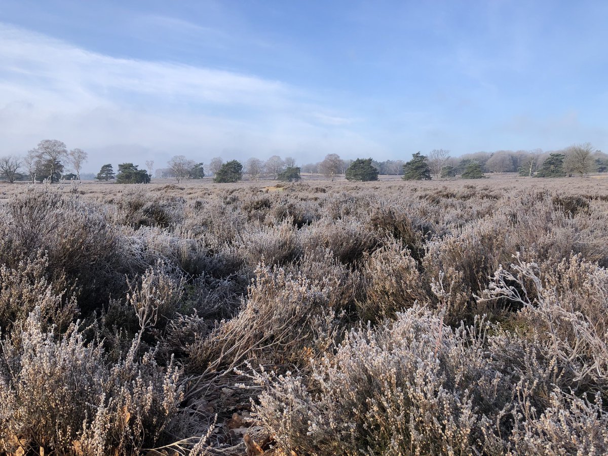 Ochtend op de hei. Even het hoofd leeg rennen :-) #Eerbeek