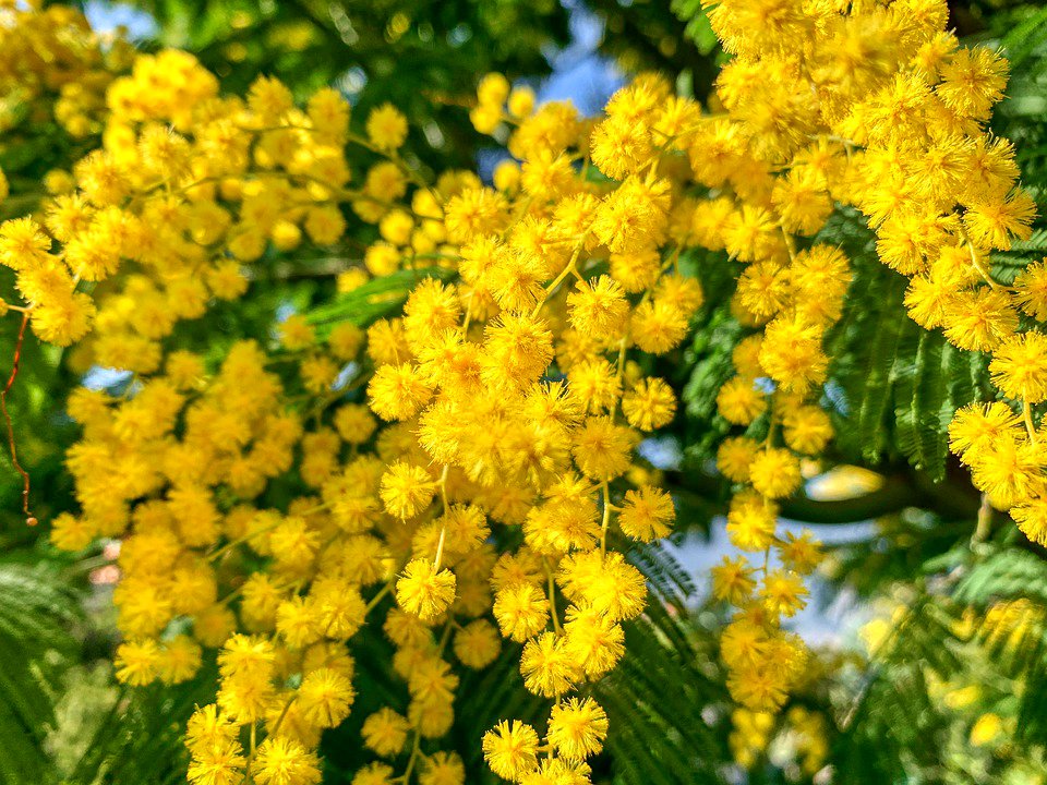 CalendariErmita's tweet photo. La #mimosa 🌿 ja ha florit donant calidesa 💛 a l'hivern. Joan Maragall al seu poema "Febrer" la descriu d'aquesta manera tan bonica:
"Avui la mimosa altiva
se m'ha posat al davant,
tota plena d'arracades, i penjolls i fils daurats"
#flors #natura #mimoses #bondia #groc https://t.co/QPTKLoCn41